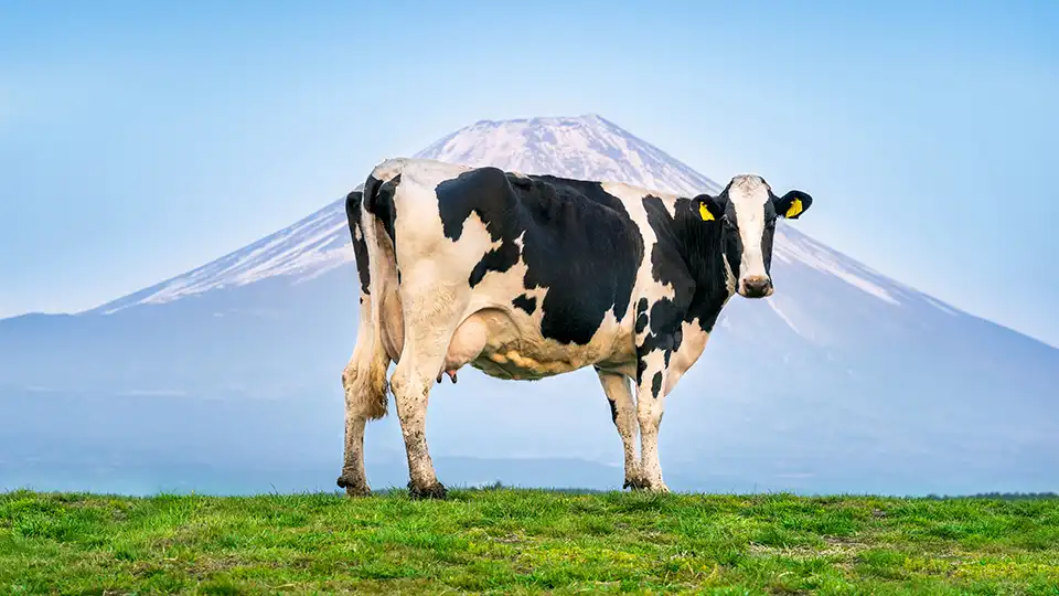 What do dreams about cows mean?It's not really that mysterious.