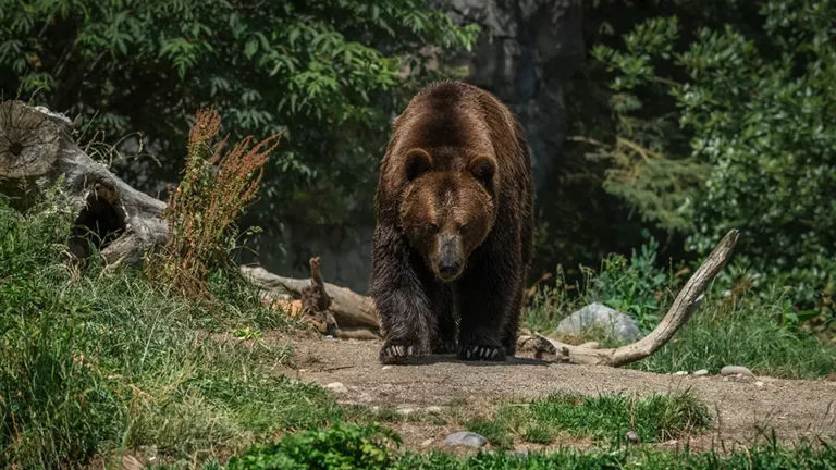 What does a bear attack in a dream mean? Dream interpretation bear attack guide!