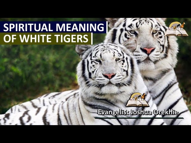 White Tiger in Dream Guide to Interpretation