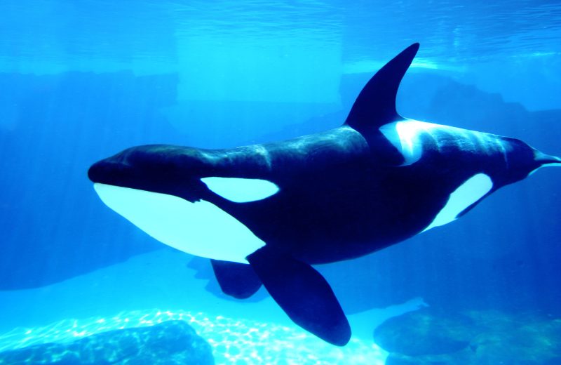 Dream Interpretation Killer Whale Psychology: Why You See Orcas While Sleeping