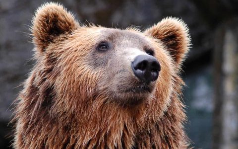 What does a bear attack in a dream mean? Dream interpretation bear attack guide!