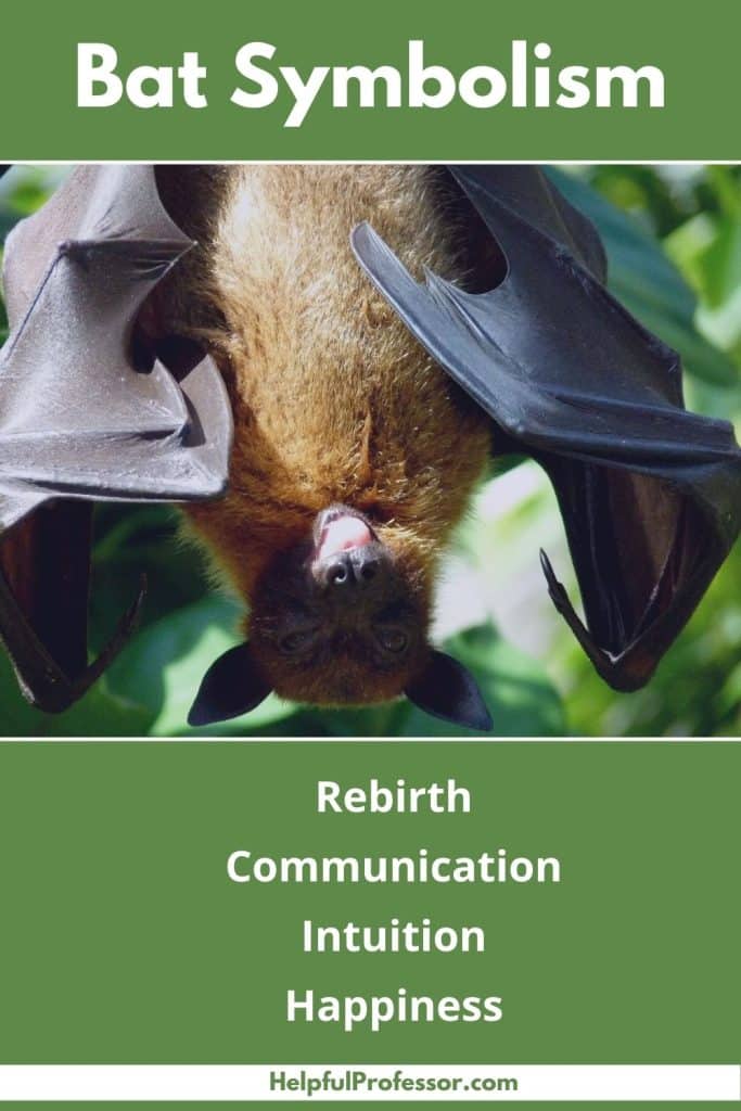 Scary Bat Dream? 3 Ways to Find Peace and Its Meaning