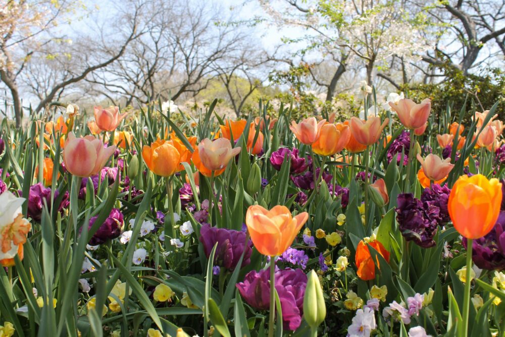 Why Dream About Flowers? Uncover Hidden Meanings for Your Life!