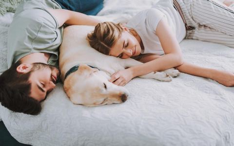 Dream Interpretation Bitten by a Dog Meaning Explained Simply & Clearly