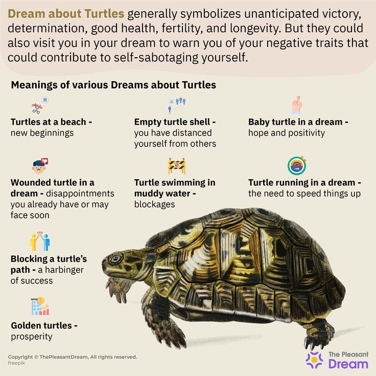 Meaning of dreaming of a turtle