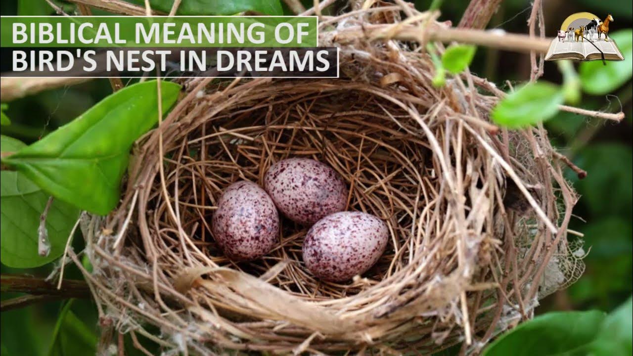What does it mean when you dream about bird eggs?