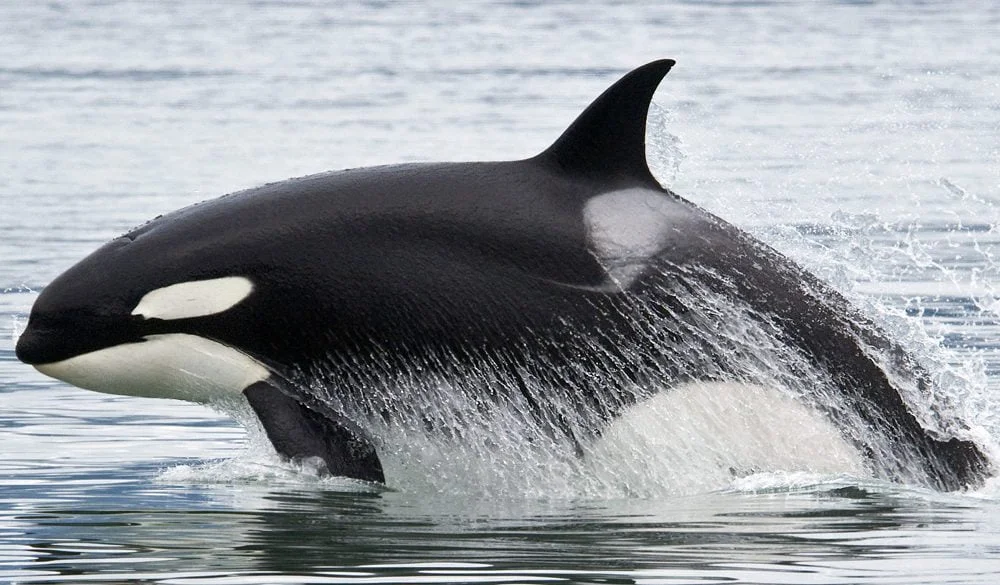 Killer Whale Dreams Explained: Easy Ways to Understand Your Sleep Vision