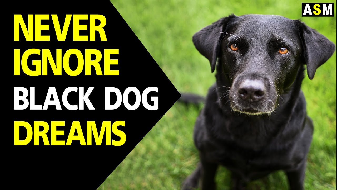 What does it mean to dream of a black dog?